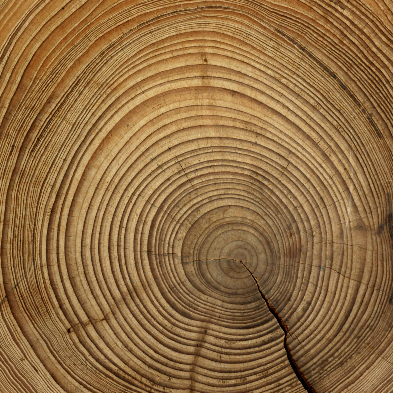 Tree rings are counted to determine the age of a tree.